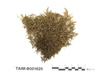 藏品(赤莖苔)的圖片